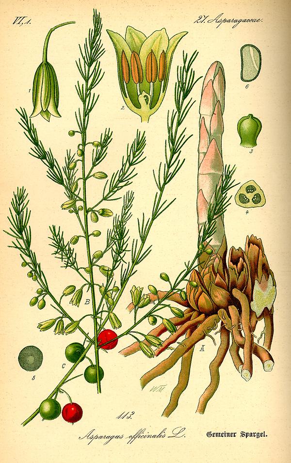 tafel_115_Asparagus officinalis.jpg