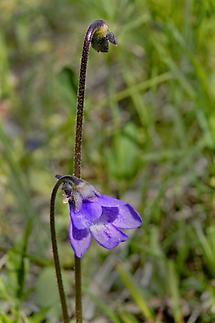 Blüte