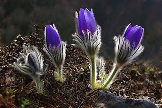 geschlossene Blüten