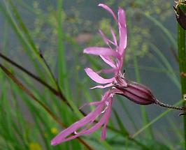 Blüte von der Seite