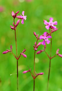 Blüten