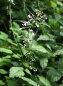 Gewöhnliches Hexenkraut (2)