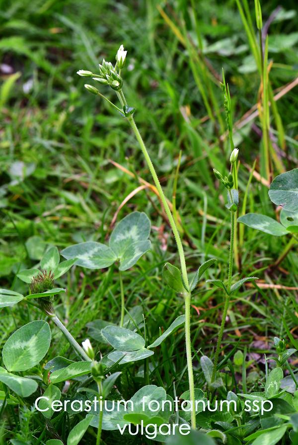 Gewöhnliches Hornkraut