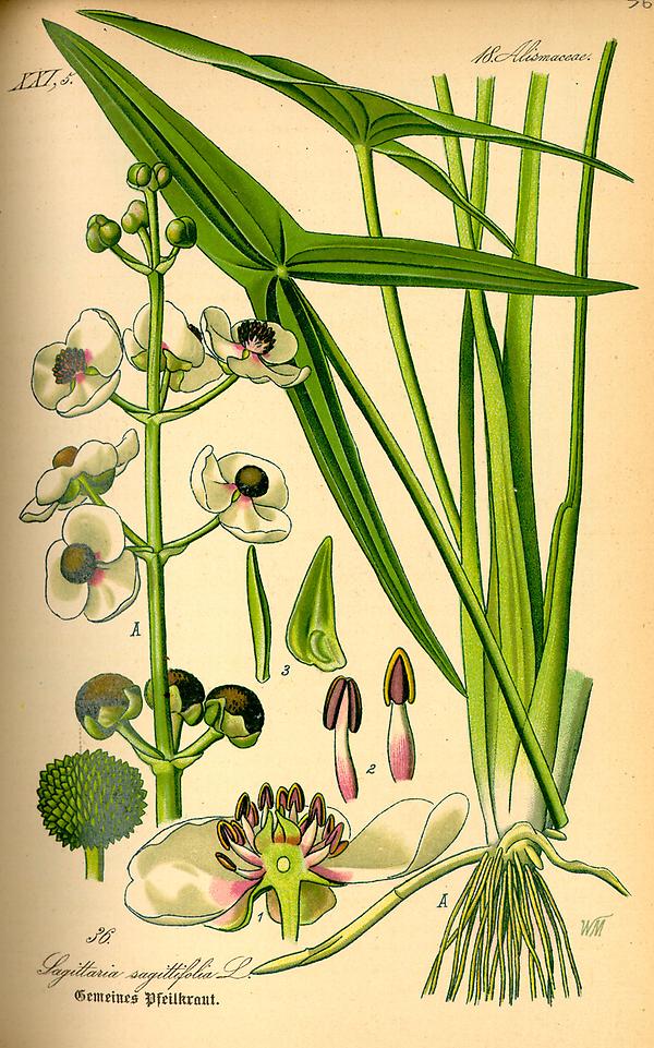 tafel_036_sagittaria sagittifolia.jpg