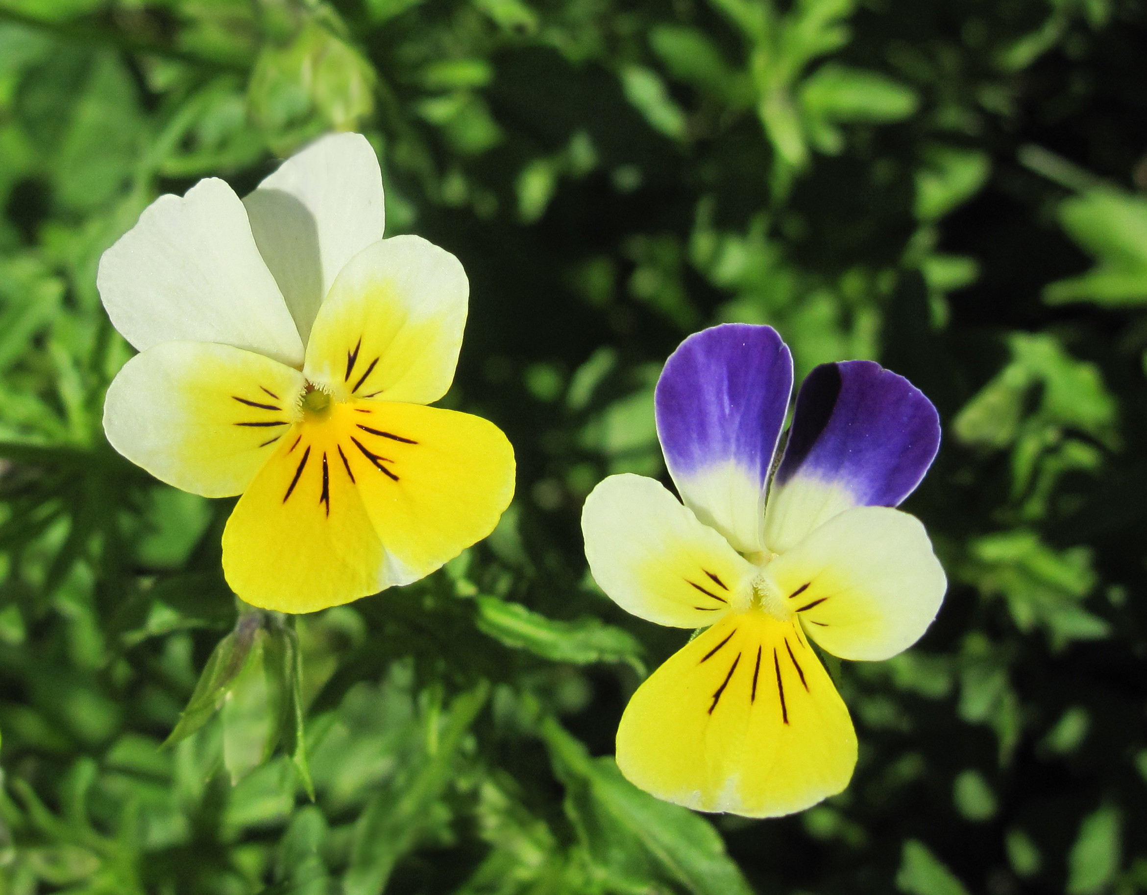 stiefmütterchen gelb lila Schöner violetter und gelber blühender garten der stiefmütterchen im