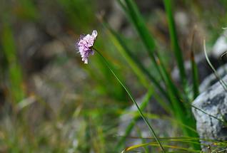 Blüte (2)