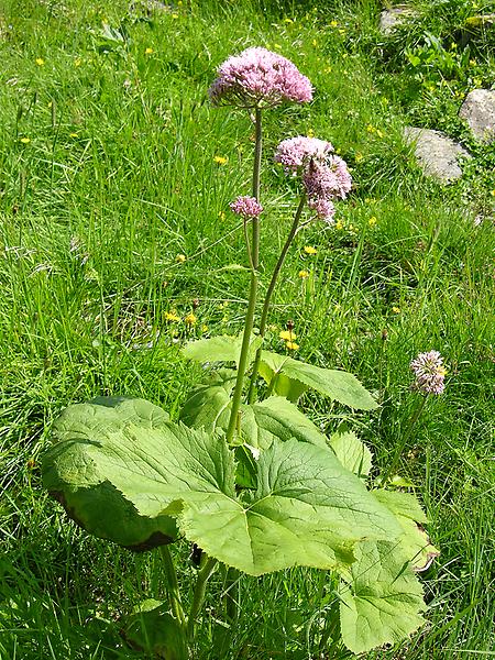 Grüner Alpendost