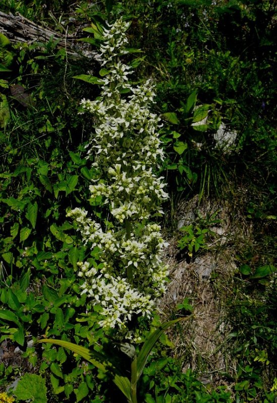 Grüner Germer