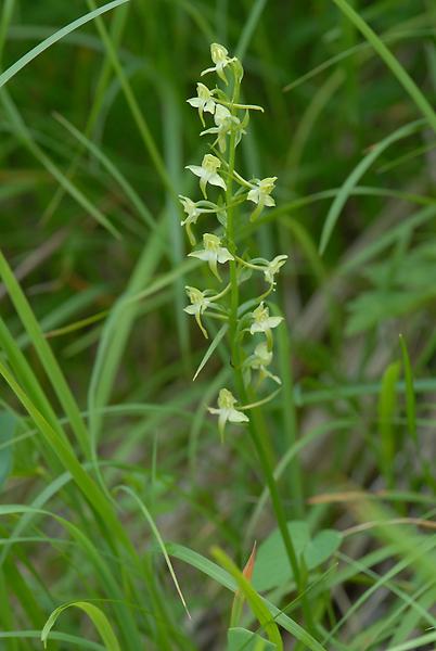 Grünliche Waldhyazinthe