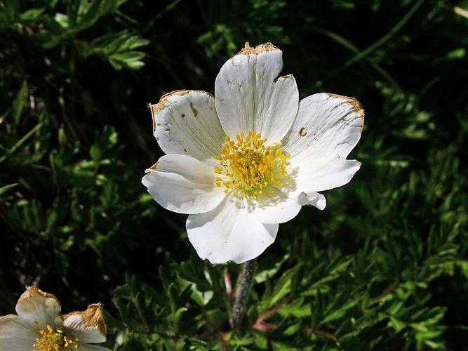 Alpen-Küchenschelle