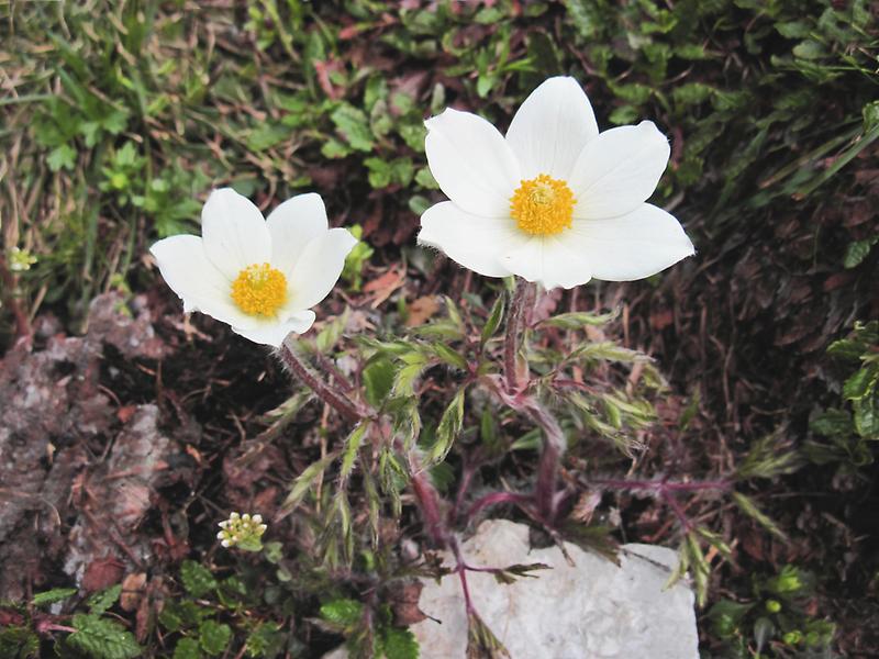 Große Alpen-Küchenschelle