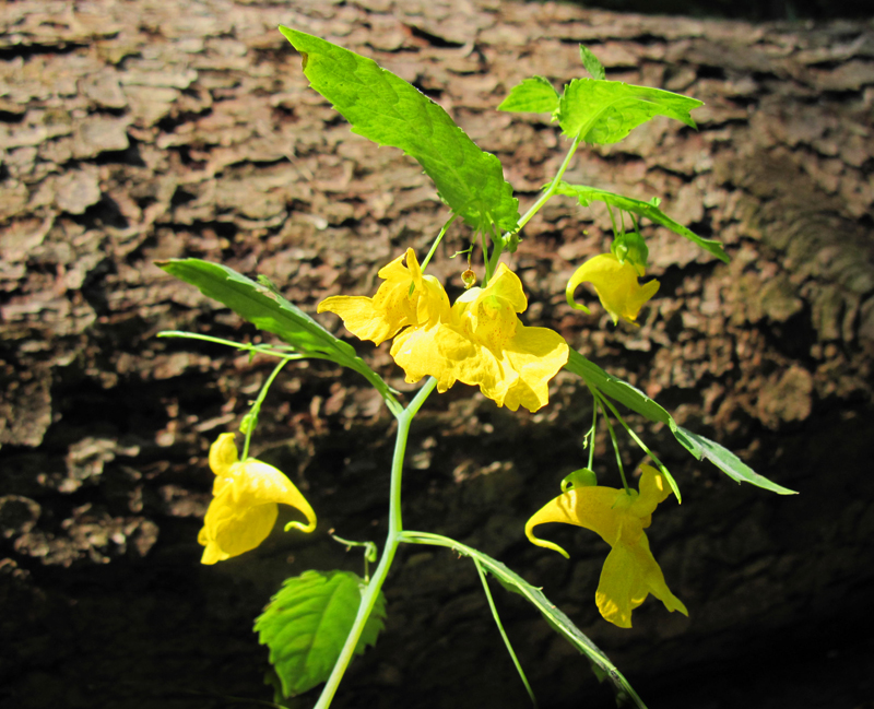 Großes Springkraut