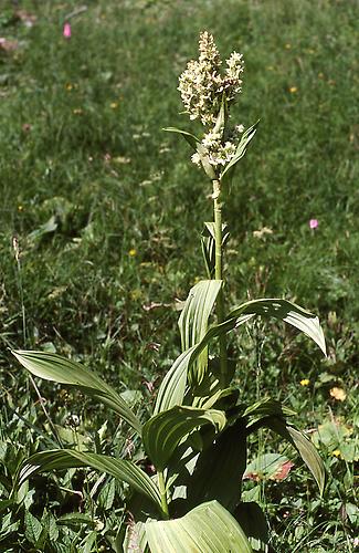 ganze Pflanze Grüner Germer Flora Natur im AustriaForum