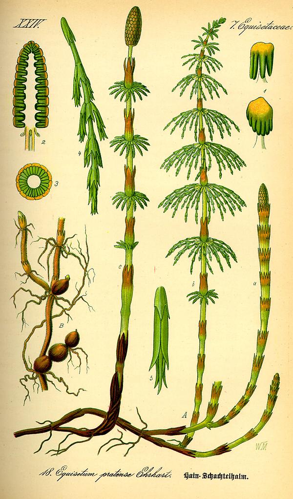 tafel_018_Equisetum pratense.jpg