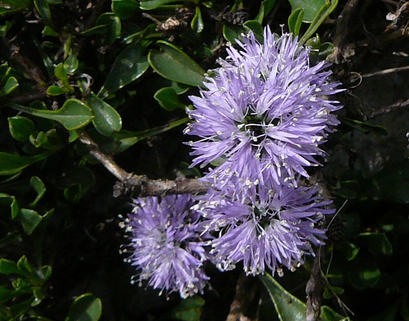 Herzblättrige Kugelblume