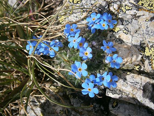 Eritrichium nanum