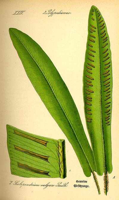 tafel_007_Asplenium scolopendrium.jpg