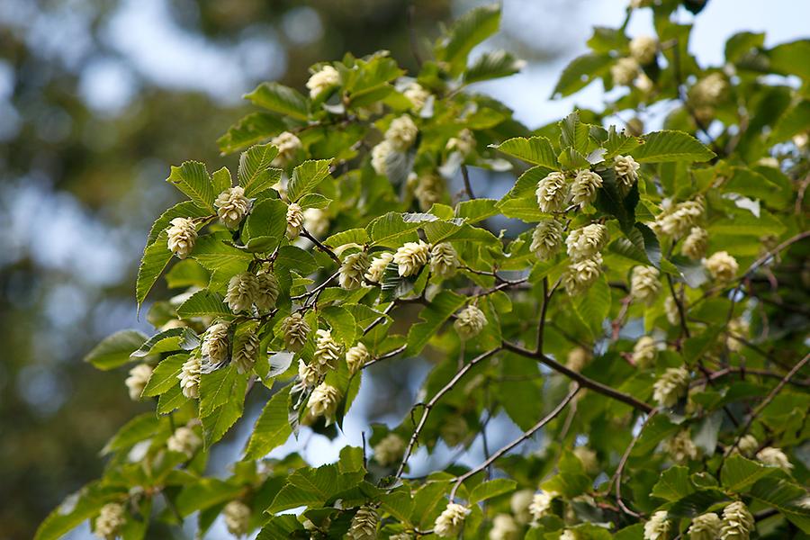 Hopfen-Buche