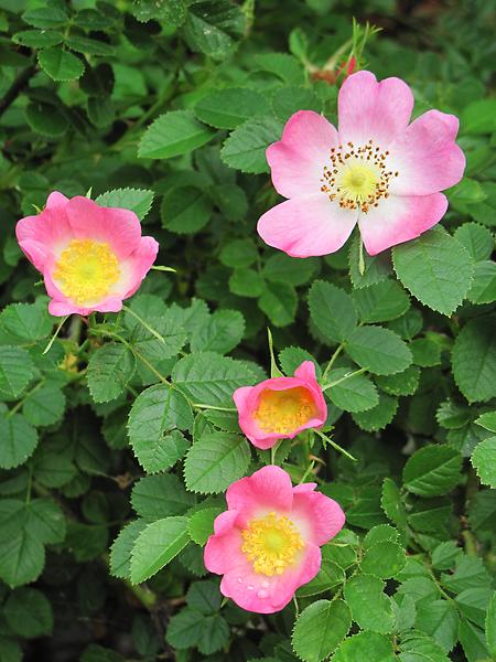 Hunds-Rose