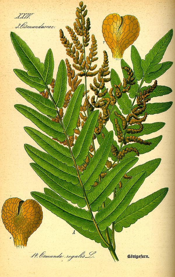 tafel_015_Osmunda regalis.jpg