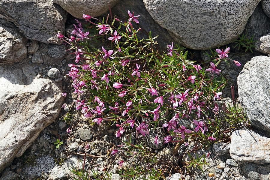 Epilobium fleischeri