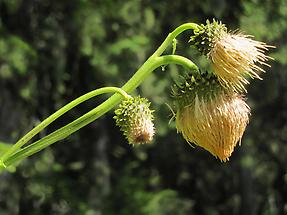 geschlossene Blüten