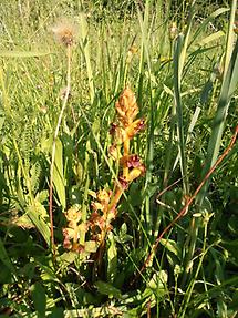 Kleine Sommerwurz in der Wiese