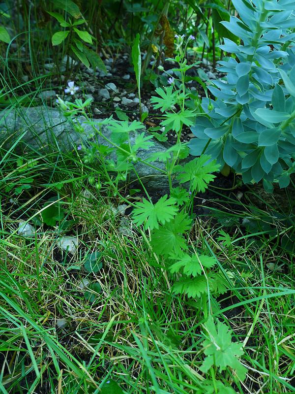 Kleiner Storchschnabel