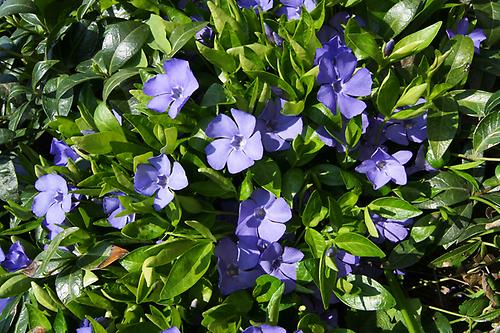 Blüten von oben | Kleines Immergrün | Flora | Natur im Austria-Forum