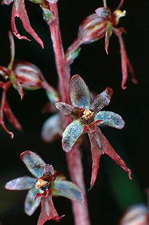 Blüte, Detail