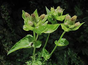 geschlossene Blüten