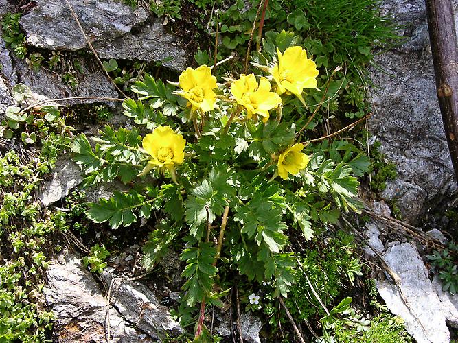 Kriechende Gletscher-Nelkenwurz