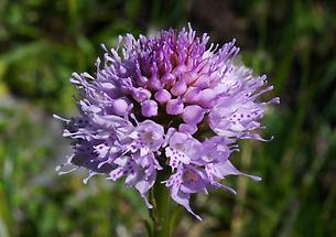 Blüte von oben