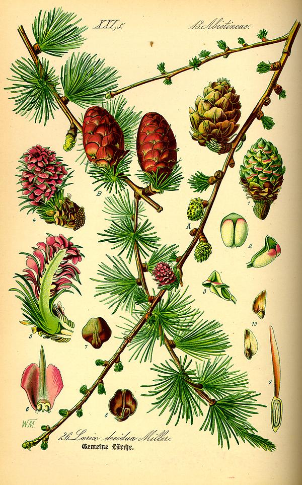 tafel_026_Larix decidua.jpg