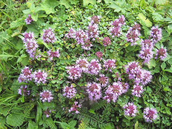 Langhaariger Thymian