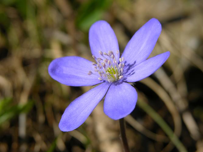 Leberblümchen