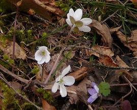 weißes und blaues Leberblümchen