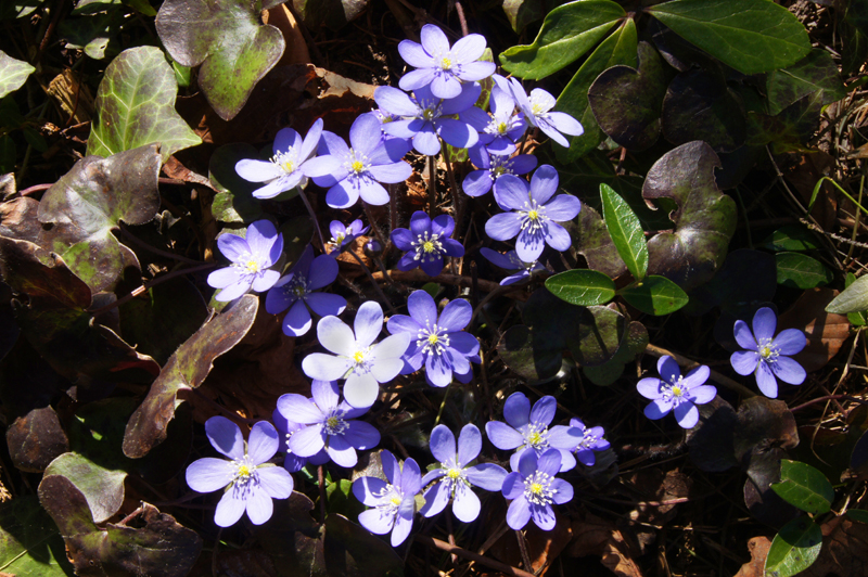 Leberblümchen