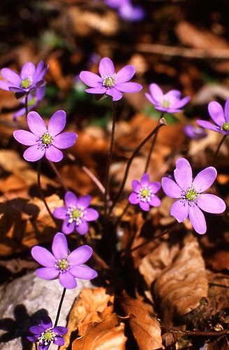 Leberblümchen