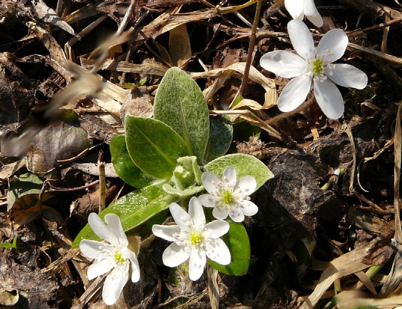 Leberblümchen