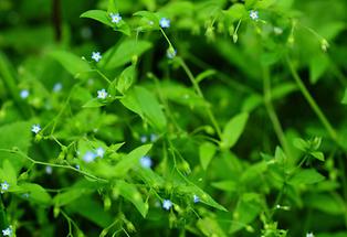 Lockerblütiges Vergissmeinnicht (1)