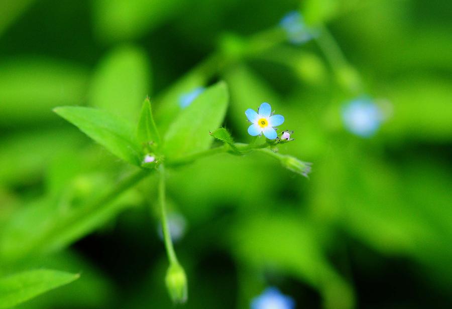 Lockerblütiges Vergissmeinnicht