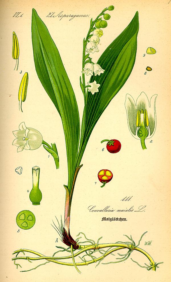 tafel_113_Convallaria majalis.jpg