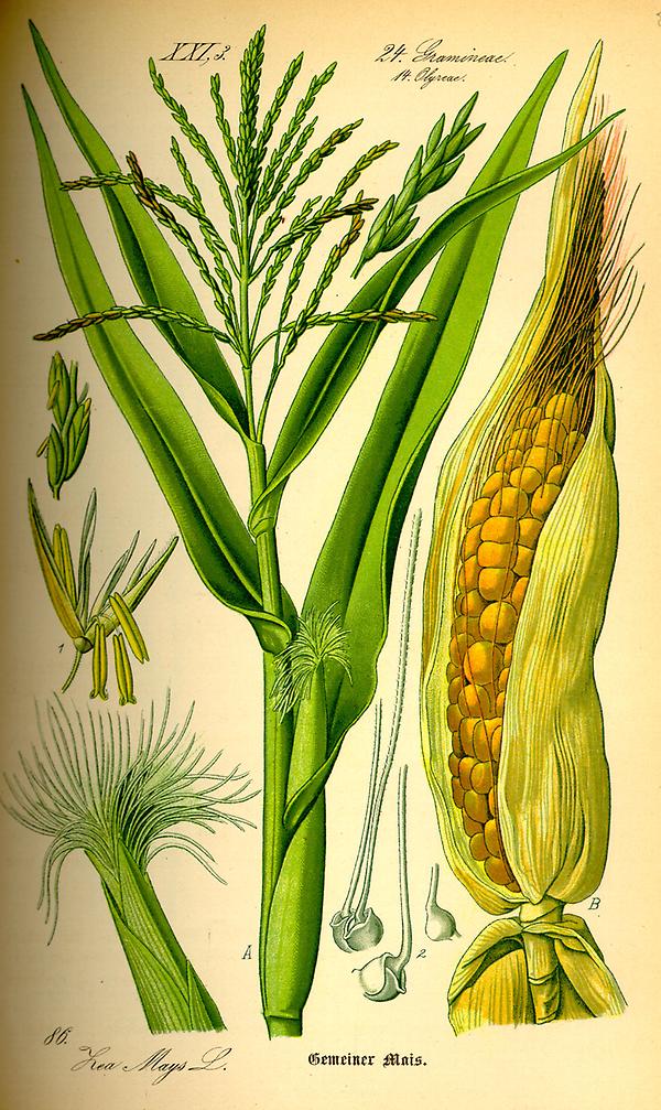 tafel_088_zea mays.jpg