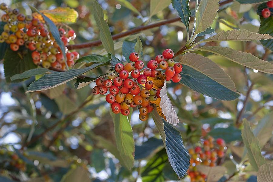 Mehlbeeren