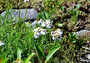 Moschus-Schafgarbe (1)