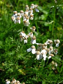 Moschus-Schafgarbe (2)