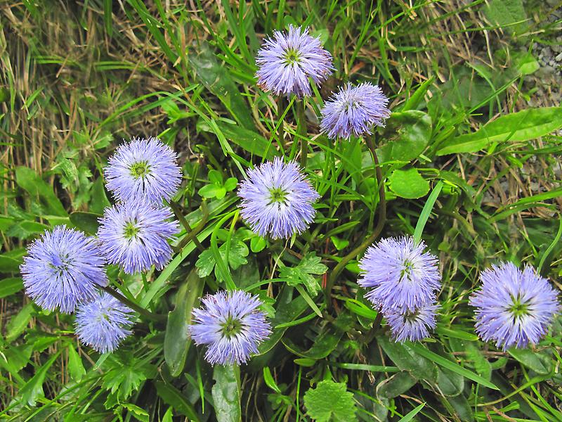 Nacktstängelige Kugelblume