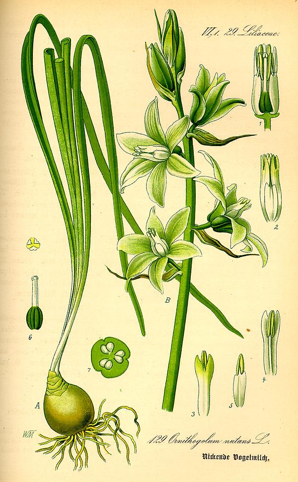 tafel_131_ornithogalum nutans.jpg