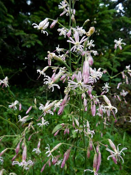 Blüten des Nickenden Leimkrauts